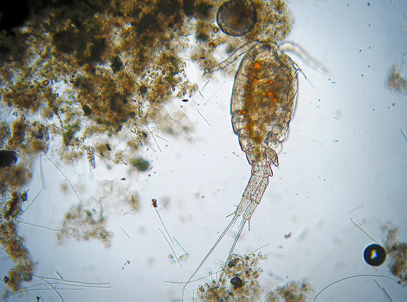 Copepodi